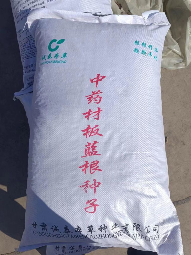 优质新型板蓝根种子