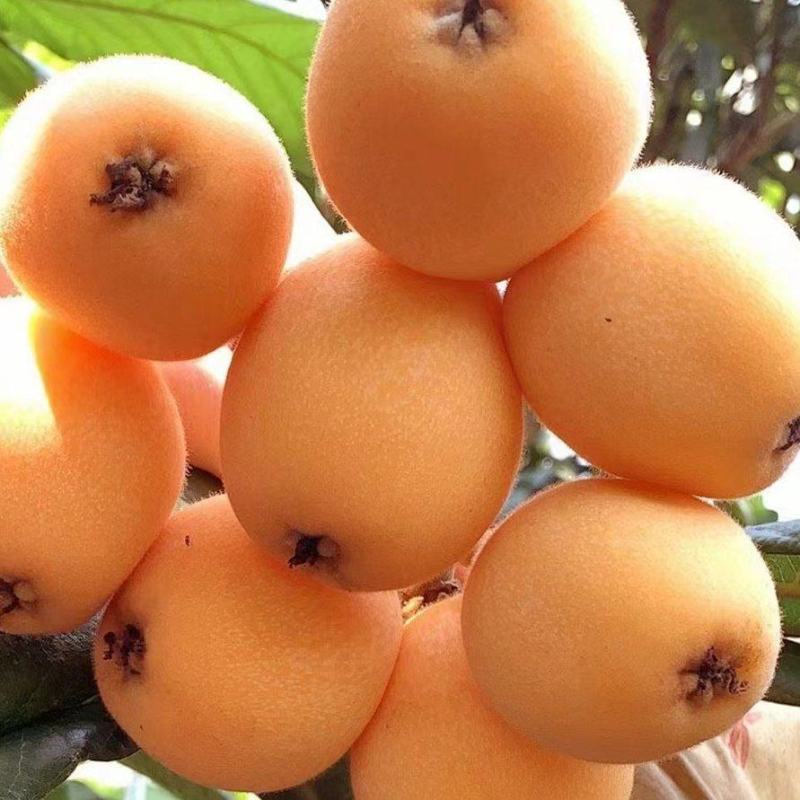枇杷大量上市价格优惠