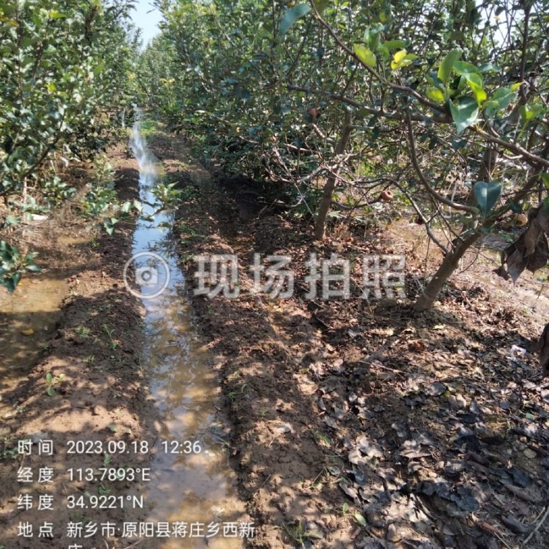 果树