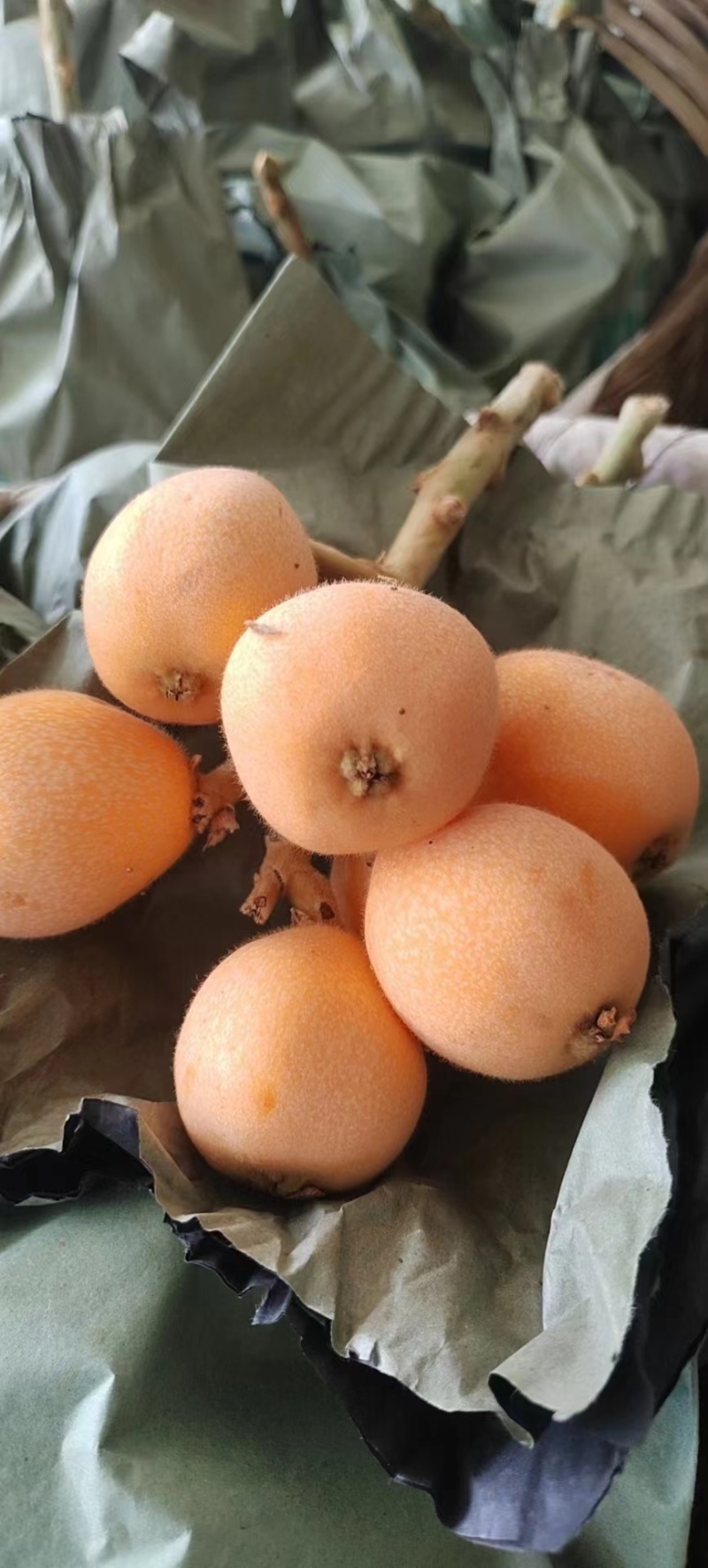 枇杷大量上市价格优惠
