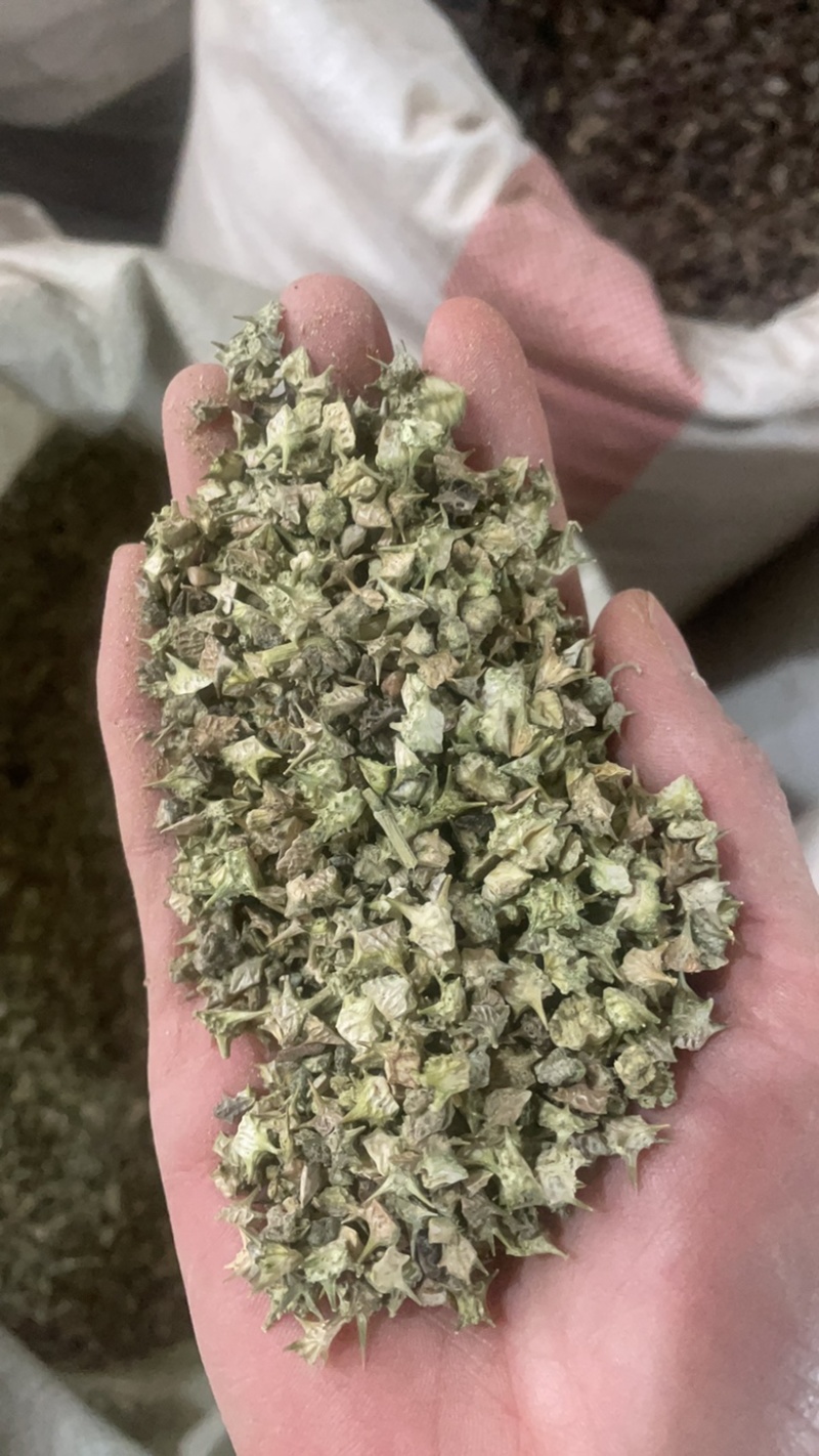 白疾黎蒺藜白蒺藜三角刺野菱角蒺藜刺刺蒺藜炒蒺藜炒疾黎