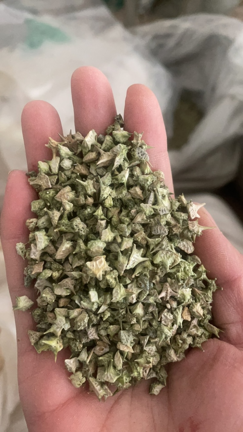 白疾黎蒺藜白蒺藜三角刺野菱角蒺藜刺刺蒺藜炒蒺藜炒疾黎