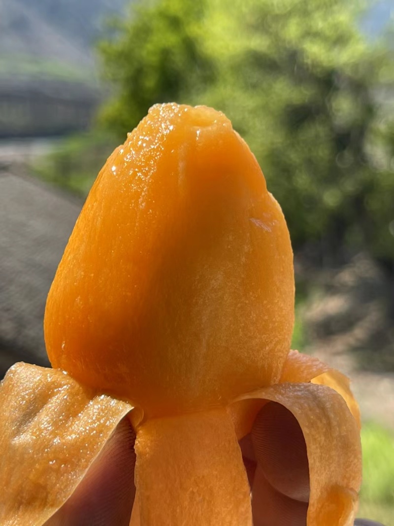 枇杷大量上市价格优惠