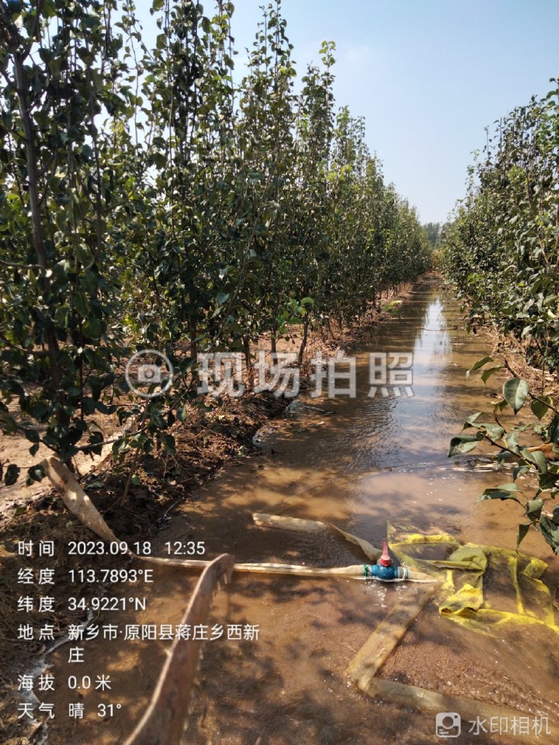 果树