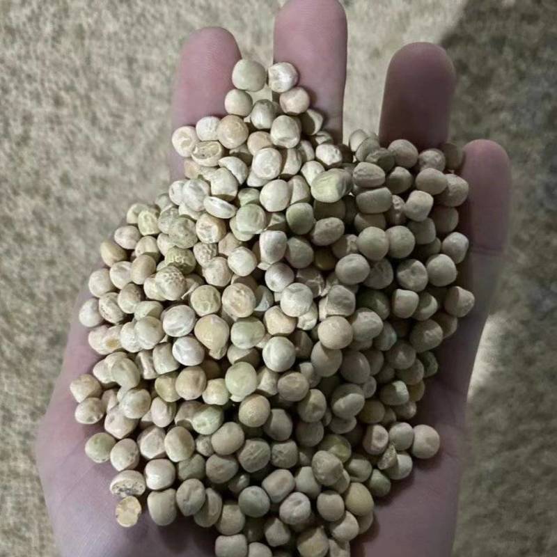 干豌豆干净无杂颗颗饱满完整自有仓储随时发货视频看货实地订货