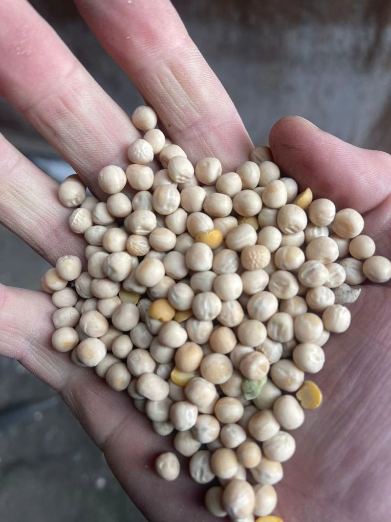 干豌豆干净无杂颗颗饱满完整自有仓储随时发货视频看货实地订货