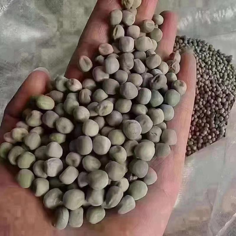 干豌豆干净无杂颗颗饱满完整自有仓储随时发货视频看货实地订货