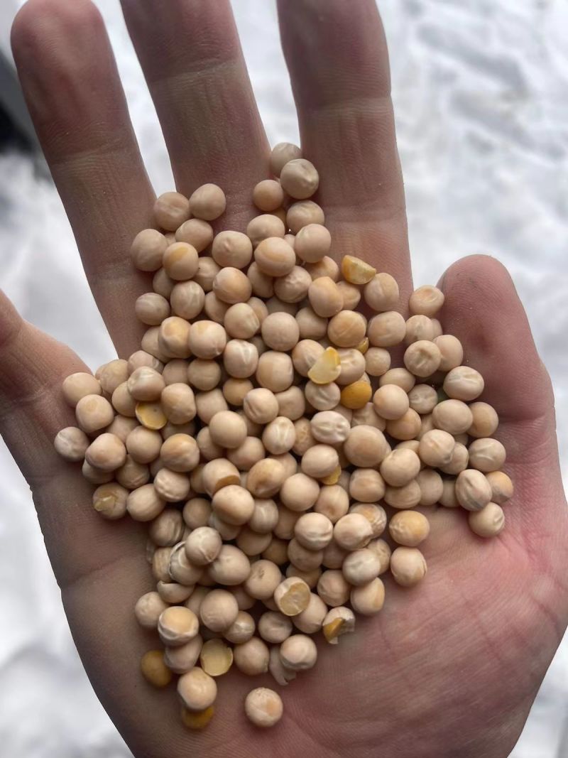 干豌豆干净无杂颗颗饱满完整自有仓储随时发货视频看货实地订货