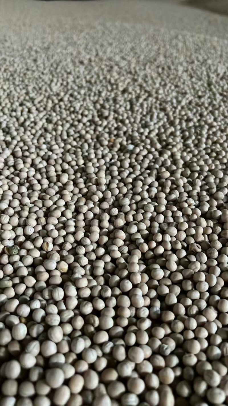 干豌豆干净无杂颗颗饱满完整自有仓储随时发货视频看货实地订货
