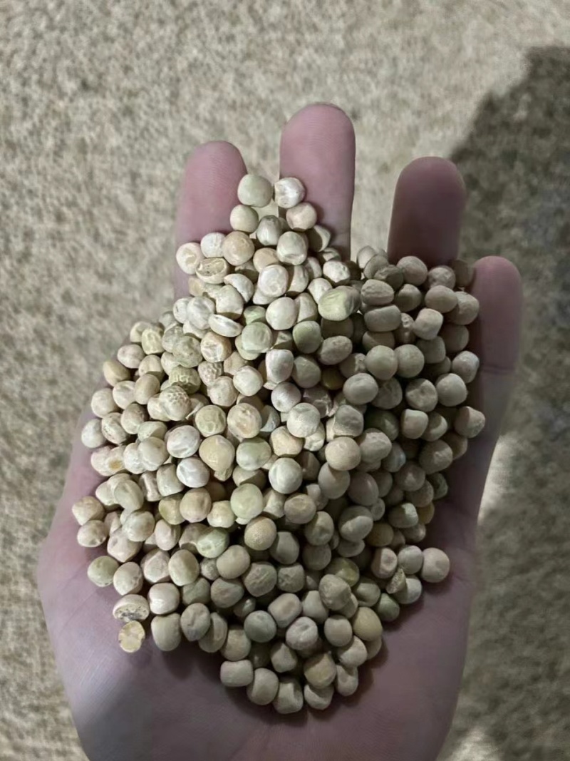 干豌豆干净无杂颗颗饱满完整自有仓储随时发货视频看货实地订货