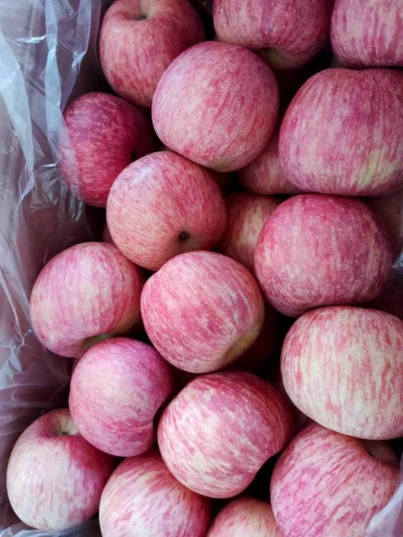 红富士苹果，口感脆甜，色泽靓丽，诚信代办全国发货保质保量