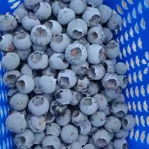 云南南高蓝莓多品种