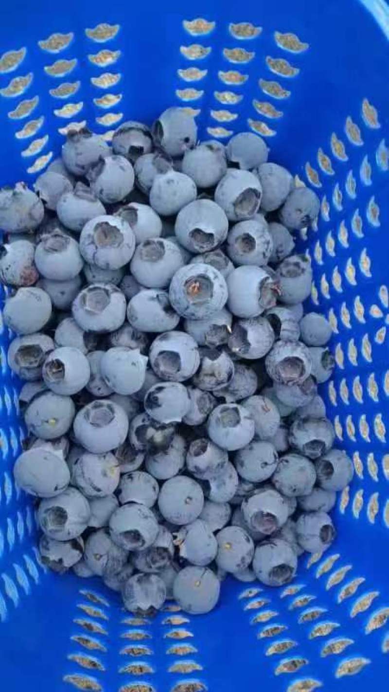 云南南高蓝莓多品种