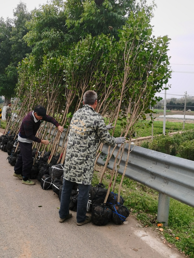 茶花树，处理一3公分