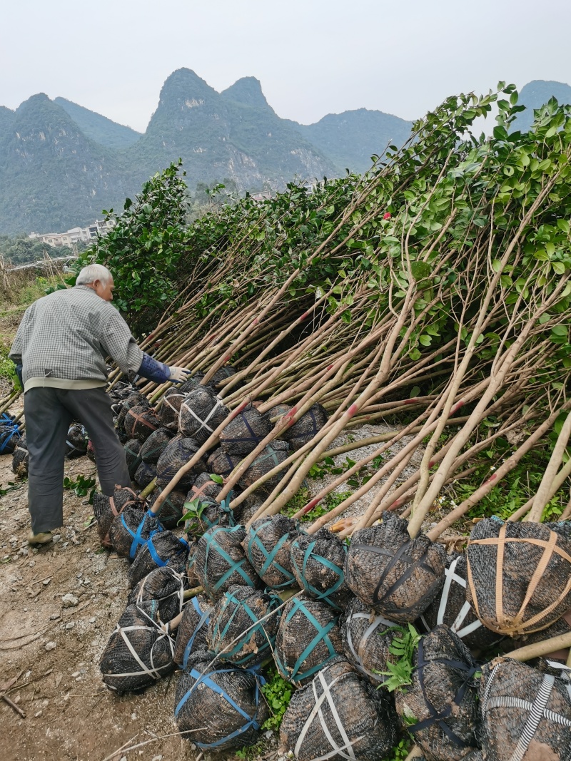 茶花树，处理一3公分