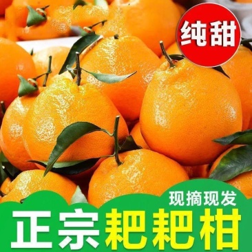 【精品耙耙柑】产地