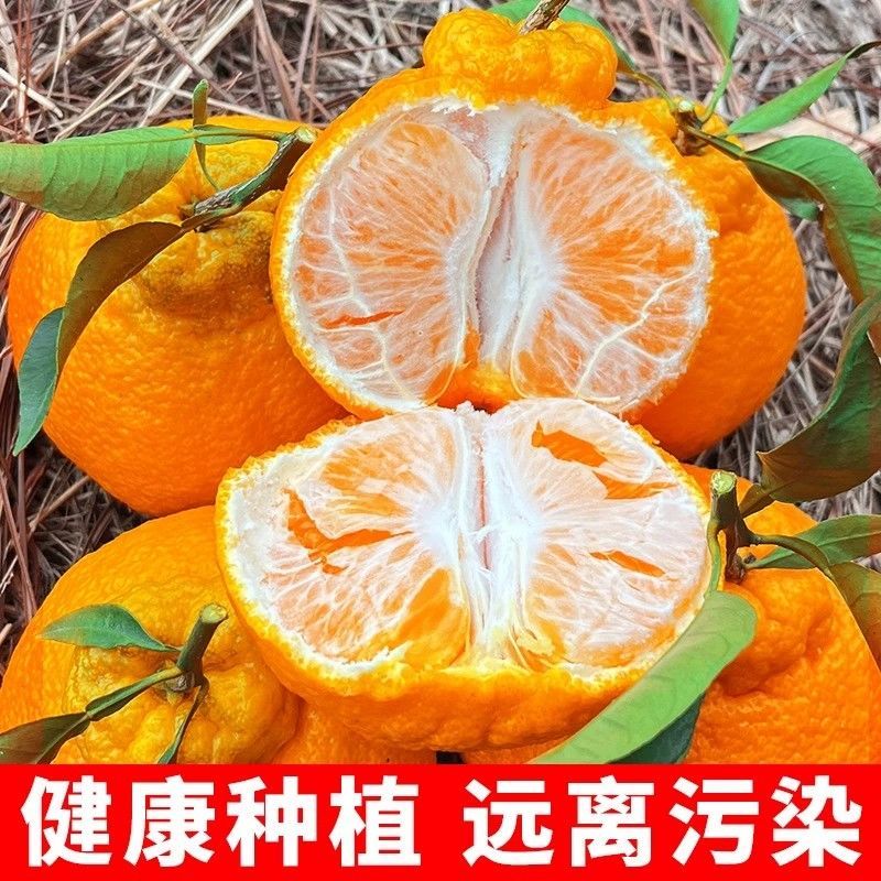 【精品耙耙柑】产地