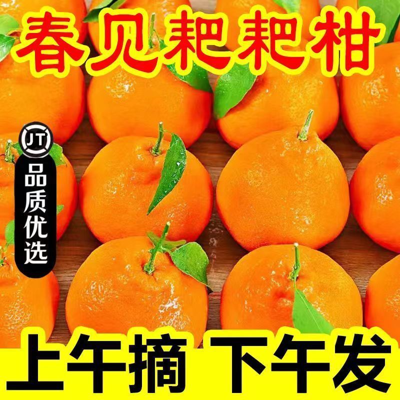 【精品耙耙柑】产地