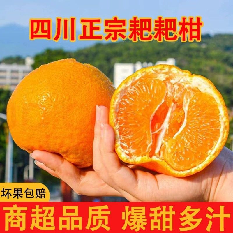 【精品耙耙柑】产地