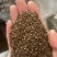茺蔚子茺蔚籽保庆药业批发盗图必究实物拍摄！