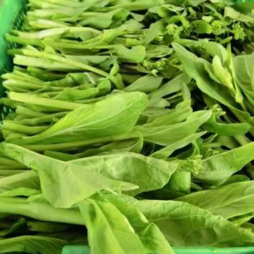 精品白菜苔