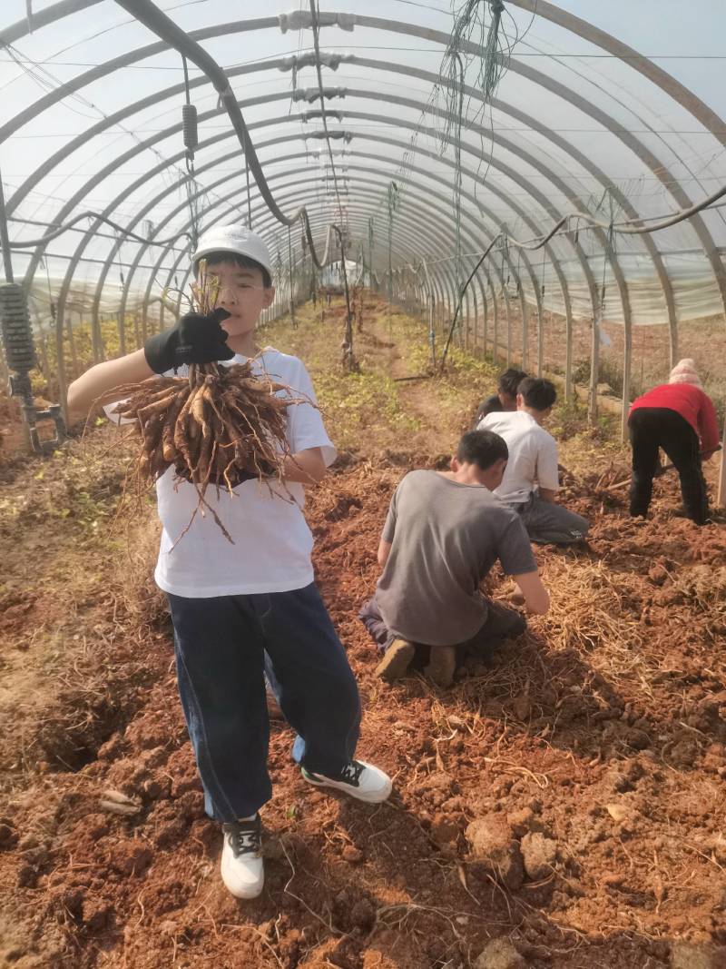 云南对叶大百部苗，百部种子，百部种苗，百部苗，提供技术提