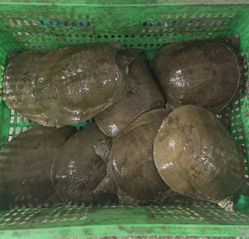 纯源头养殖，优质肥美生态甲鱼，全身是宝，品质保障。