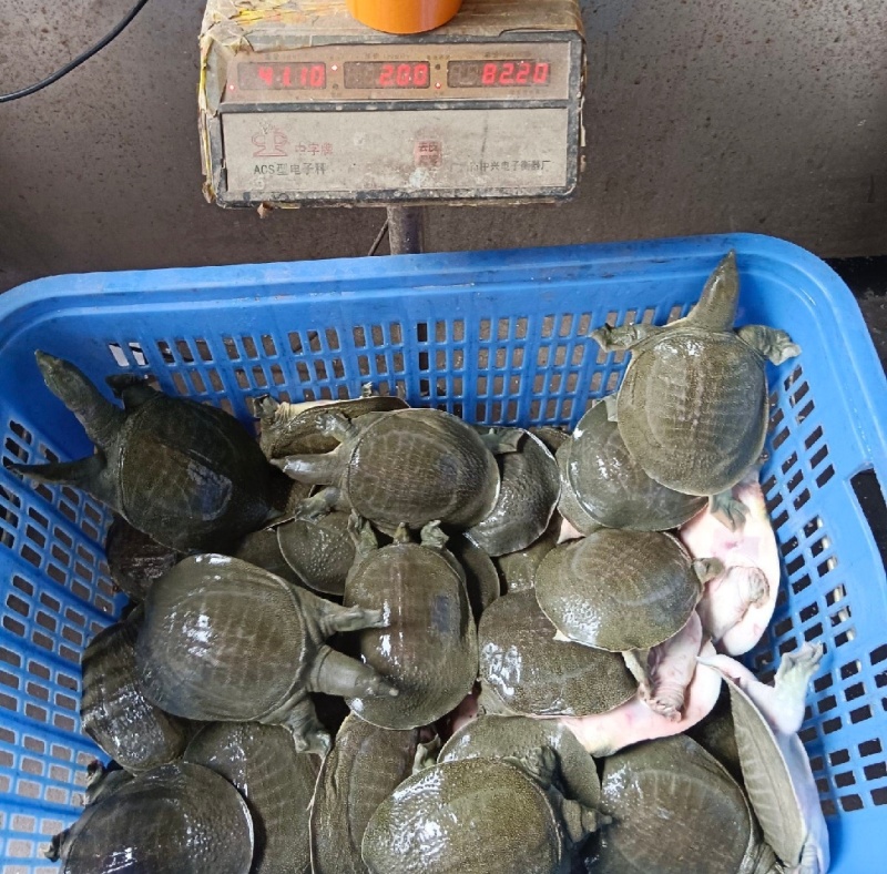 纯源头养殖，优质肥美生态甲鱼，全身是宝，品质保障。