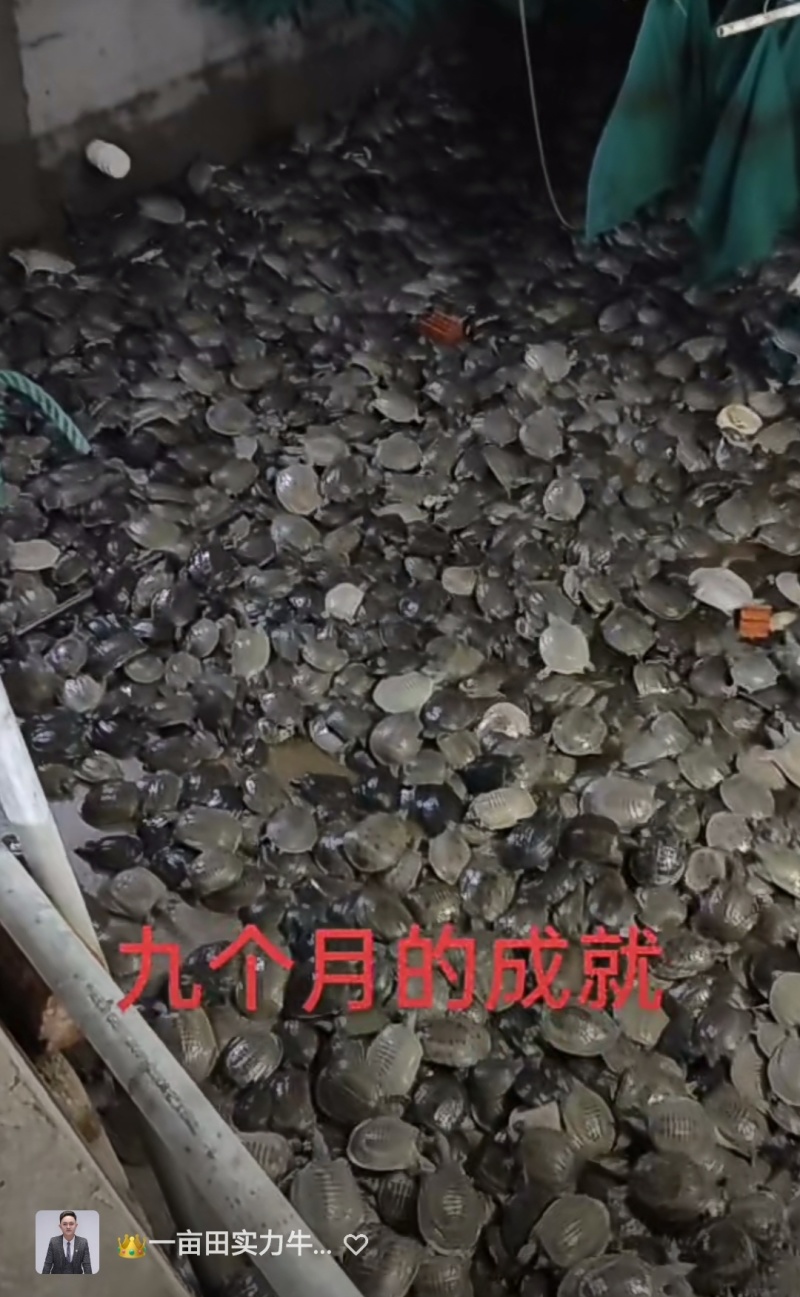 纯源头养殖，优质肥美生态甲鱼，全身是宝，品质保障。