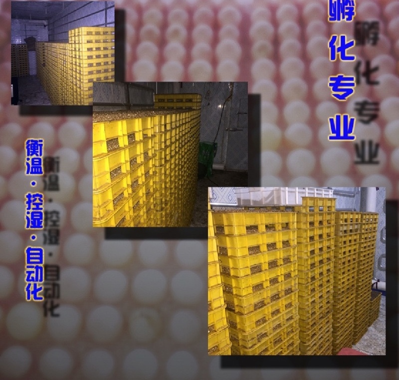 纯源头养殖，优质肥美生态甲鱼，全身是宝，品质保障。