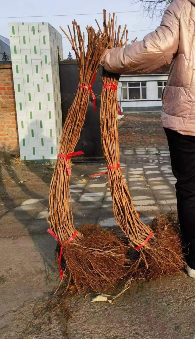 山葡萄苗，产地直发，产品保质保量