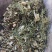 青蒿干货中草药干净无杂质常年经营各种中药材