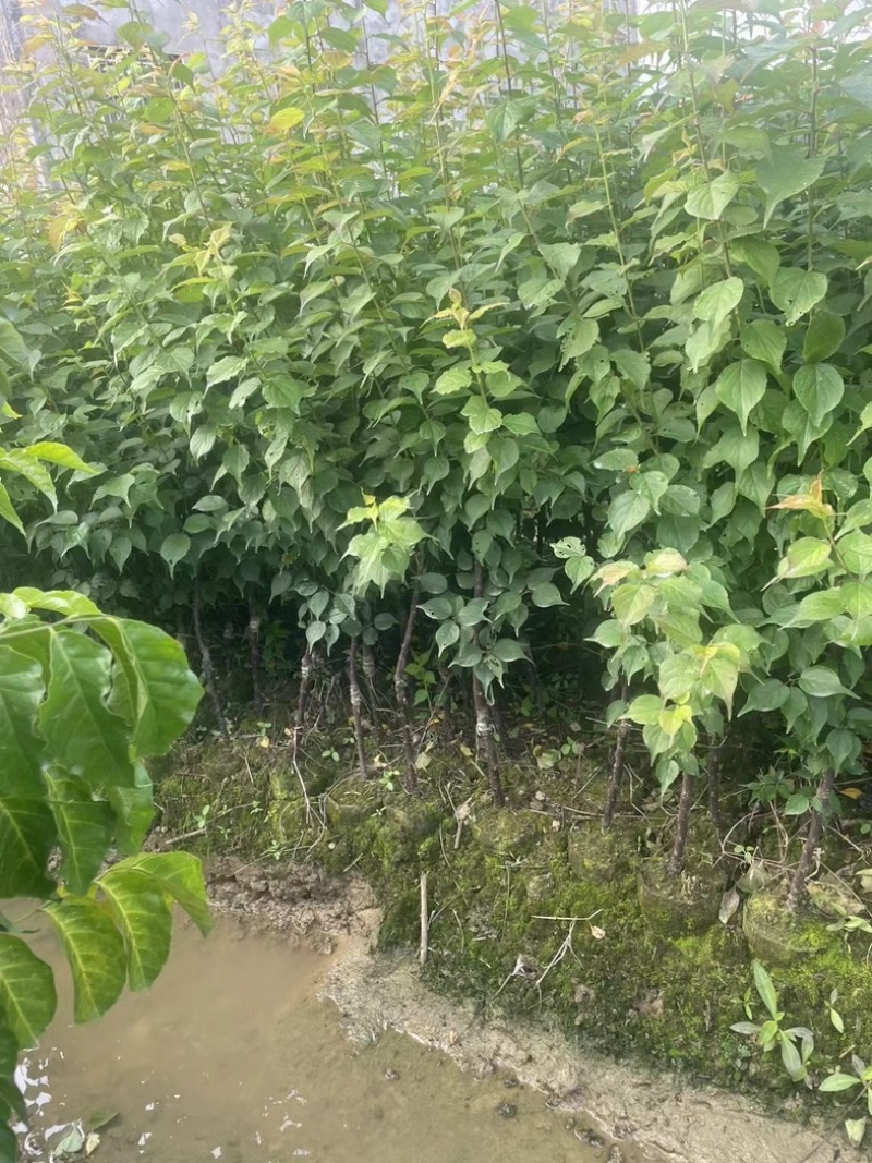 广西青梅苗只做精品苗诚信第一回头客率高