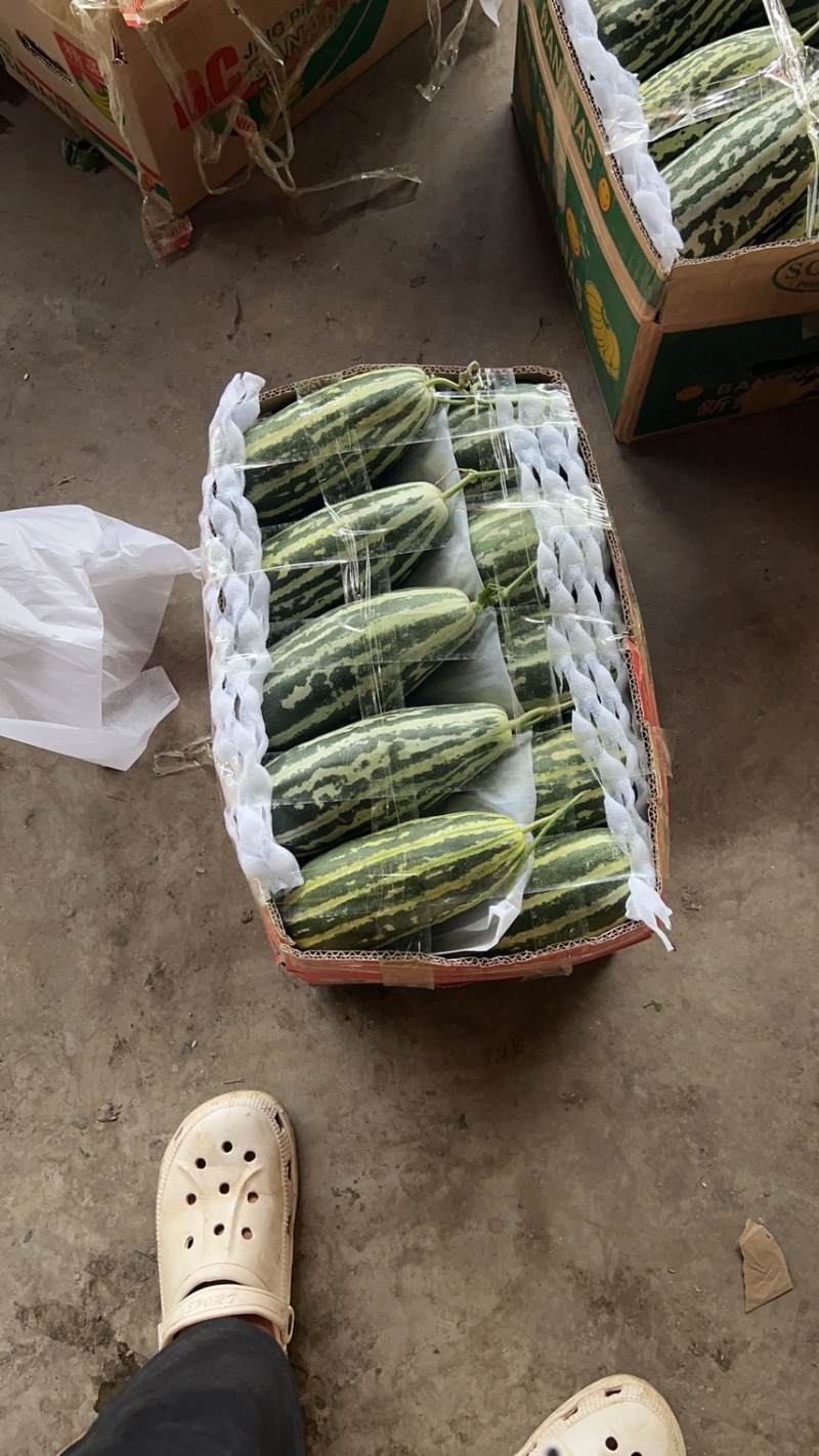 【推荐】博洋甜瓜绿宝羊角蜜产地直发大量供应