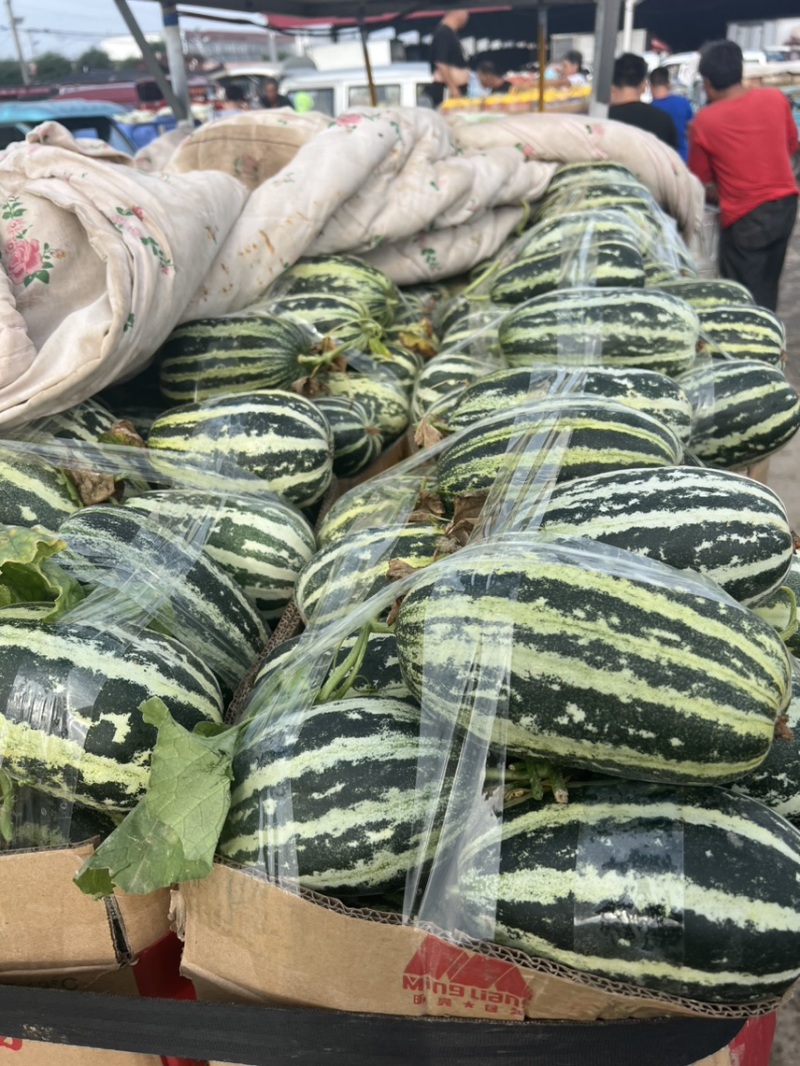 【推荐】博洋甜瓜绿宝羊角蜜产地直发大量供应