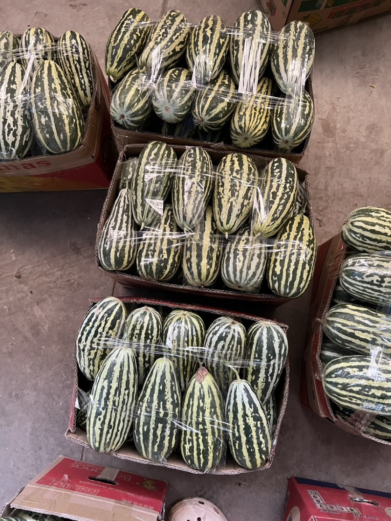 【推荐】博洋甜瓜绿宝羊角蜜产地直发大量供应