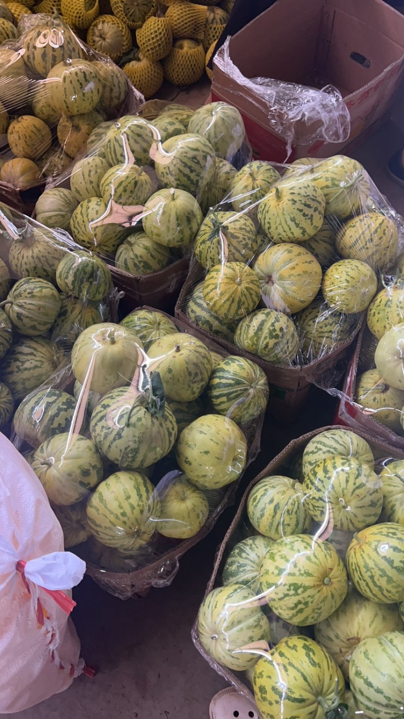 【推荐】博洋甜瓜绿宝羊角蜜产地直发大量供应