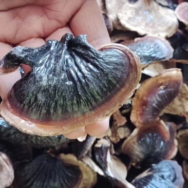 精选小金边黑灵芝香味浓郁煲汤泡酒灵芝嫩芽