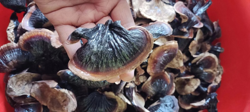 精选小金边黑灵芝香味浓郁煲汤泡酒灵芝嫩芽