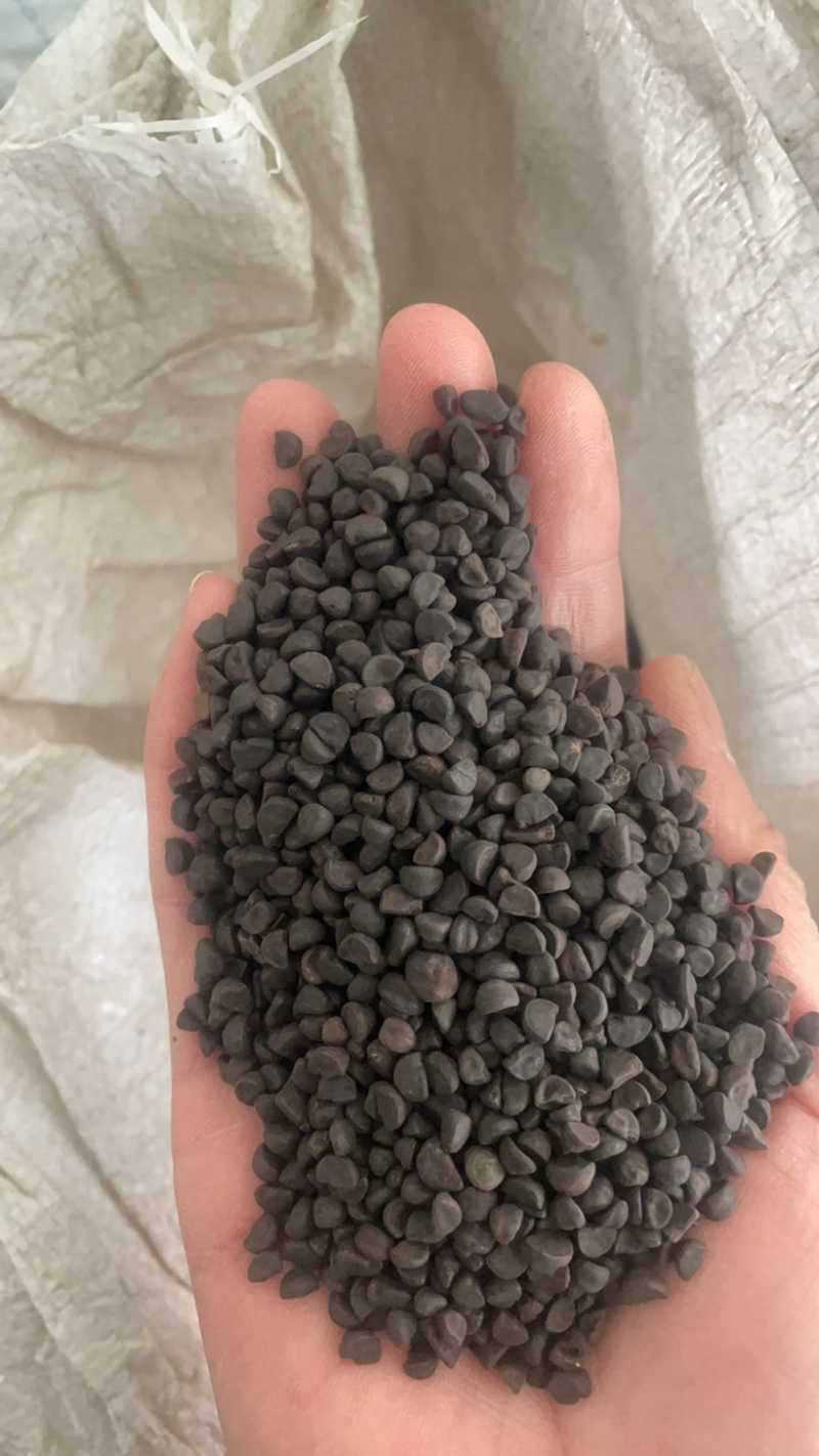 黑丑牵牛子保庆药业批发黑丑实物拍摄盗图必究