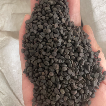 黑丑牵牛子保庆药业批发黑丑实物拍摄盗图必究