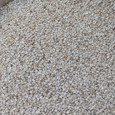 湖南白芝麻一手货源产地专业代收一条龙服务对接全国客商