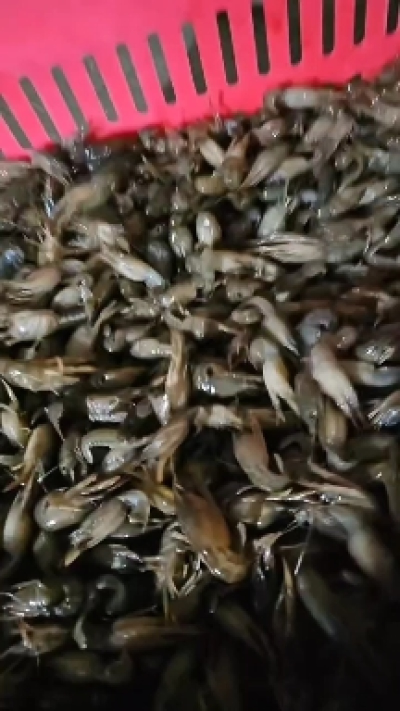 湖北龙虾苗，体质好，规格一质。包送塘口