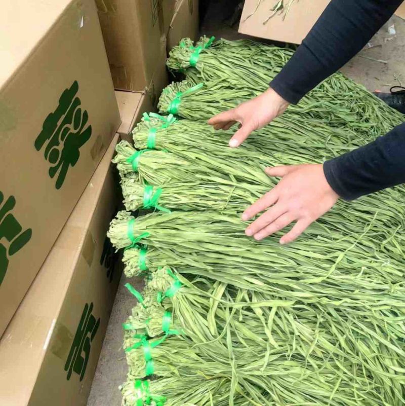 【实力】安徽贡菜干-一手货源量大从优-可炒肉可涮火锅