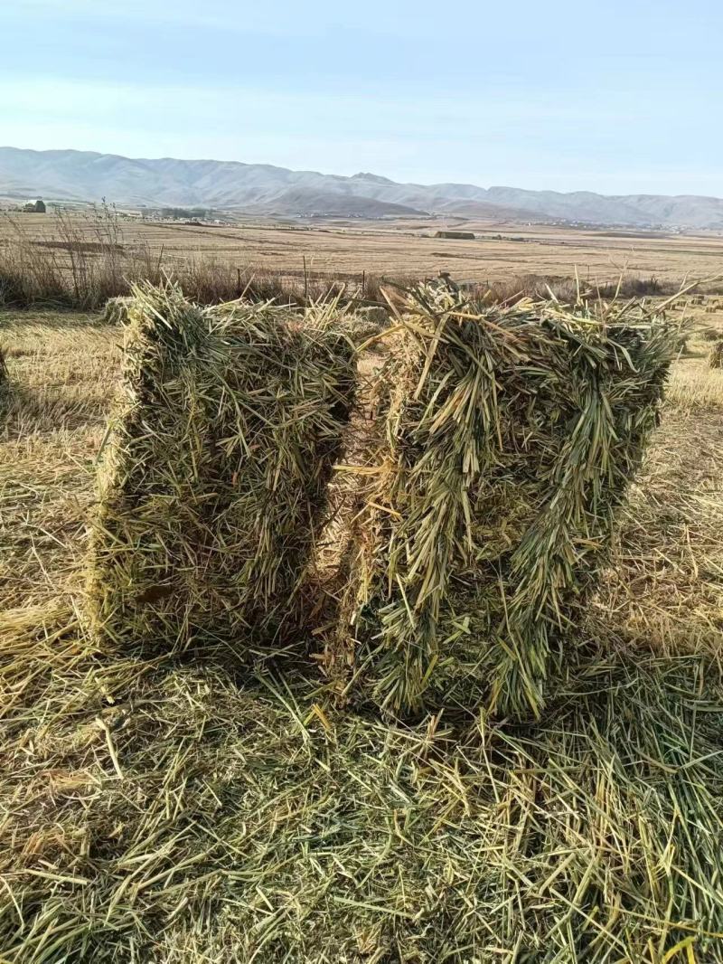 燕麦草种植基地小捆燕麦草批发青海地区甘肃地区批发西藏地区