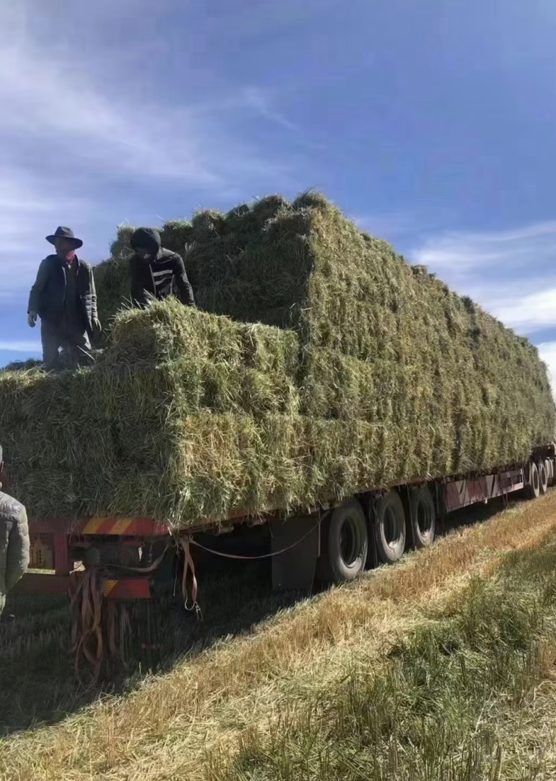 小捆燕麦草全国批发2000多吨小捆燕麦草甘肃玉门胜陇源草