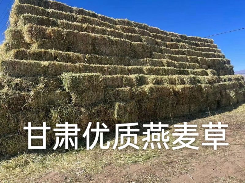 小捆燕麦草全国批发2000多吨小捆燕麦草甘肃玉门胜陇源草