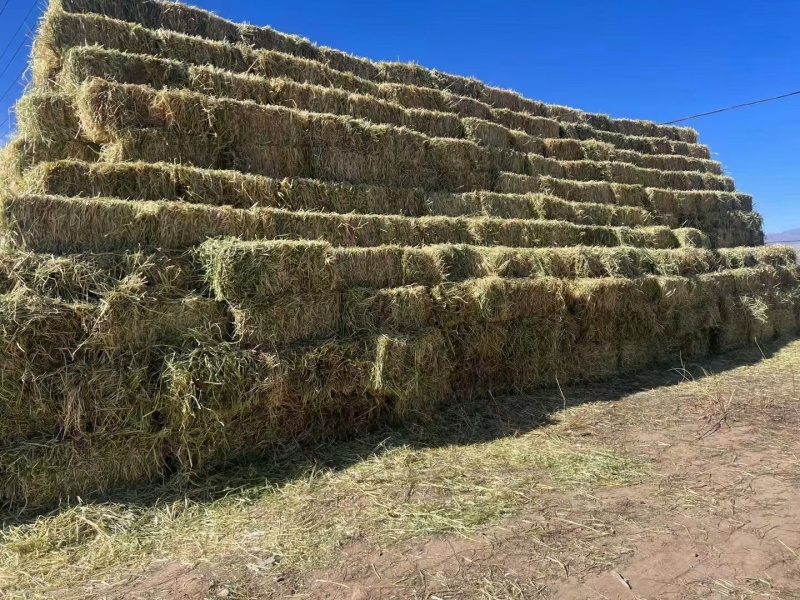 小捆燕麦草全国批发2000多吨小捆燕麦草甘肃玉门胜陇源草