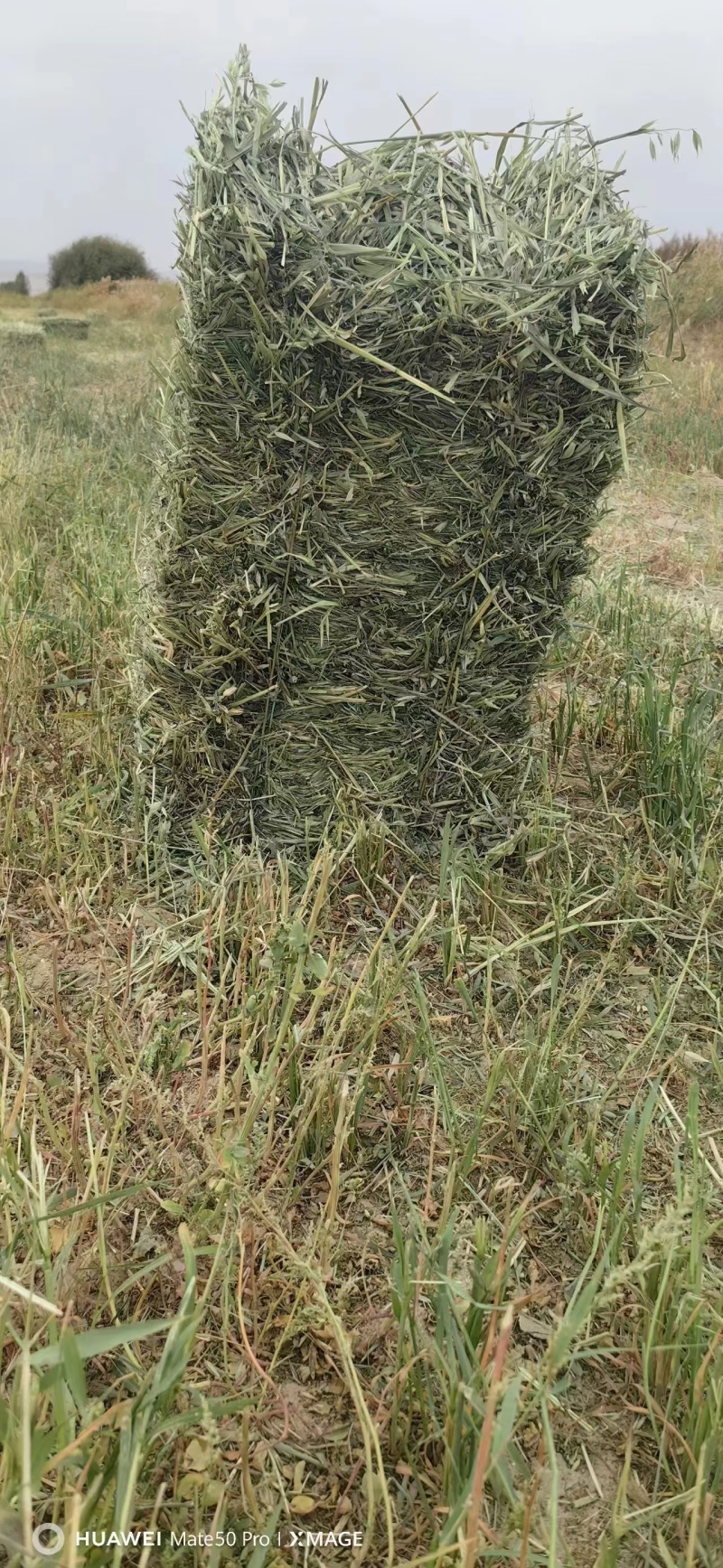 小捆燕麦草全国批发2000多吨小捆燕麦草甘肃玉门胜陇源草