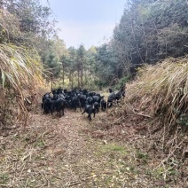 本地黑山羊